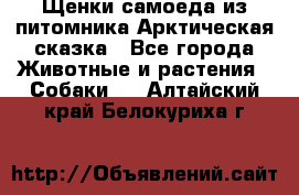 Щенки самоеда из питомника Арктическая сказка - Все города Животные и растения » Собаки   . Алтайский край,Белокуриха г.